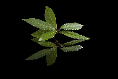 月桂叶孤立在黑色。图片下载