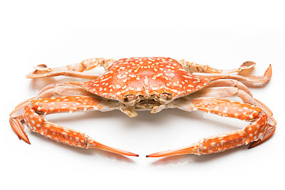 花蟹蒸孤立在白色背景图片下载
