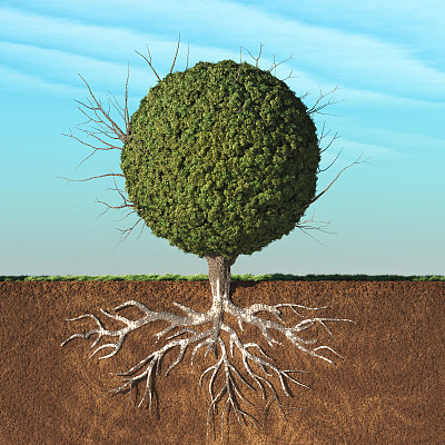 一棵长着绿叶的树图片下载