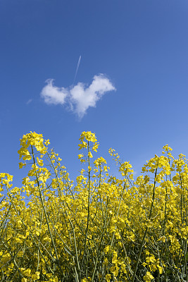 蓝天上的油菜籽夏季自然飞机图片下载
