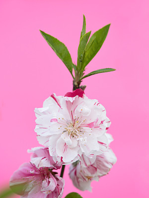 桃花素材图片