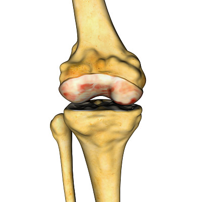 膝关节图片下载