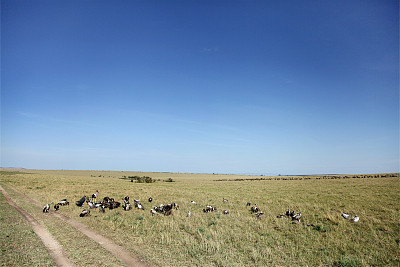 草原上的秃鹫和角马图片下载