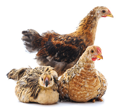 小小鸡。图片下载