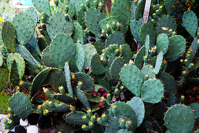 很多绿色的仙人掌花和针图片下载