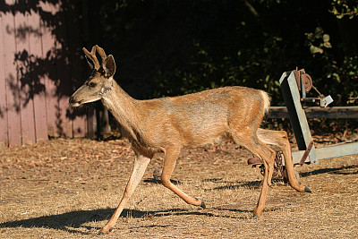 阳光下的鹿图片下载