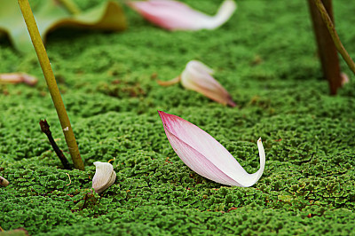 Rotus在莫斯图片下载