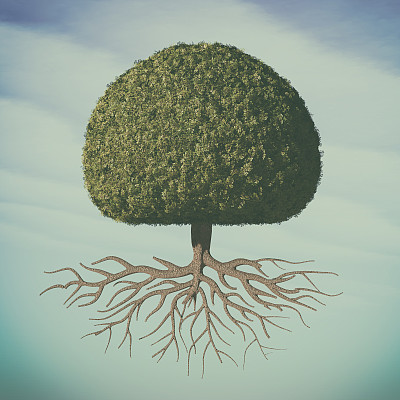 一棵完美的树，绿色的叶子呈球形图片下载