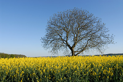 油菜田中的树图片下载