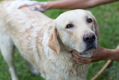 狗狗/淋浴洗澡。素材图片