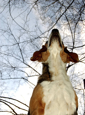 一只狗在追一只浣熊图片下载