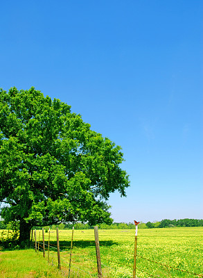 篱笆上的蝴蝶图片下载