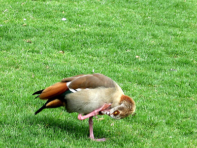 腊干公园长腿鸭2007图片下载