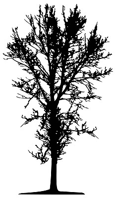 向量树隔离图片下载