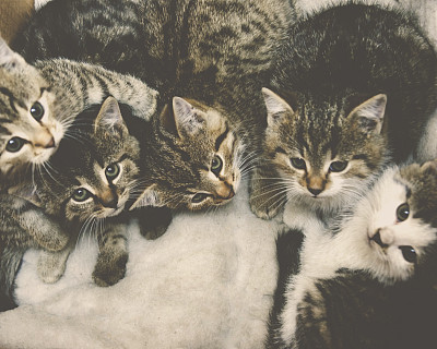 虎斑和白色的小猫坐在一个盒子复古复古的效果图片下载