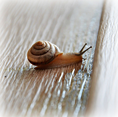 花园蜗牛爬行-山茱萸图片下载