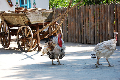 院子里的火鸡图片下载