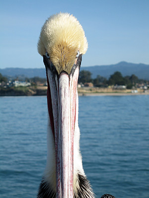 加州褐鹈鹕图片下载