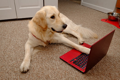 精通电脑的金毛寻回犬图片下载