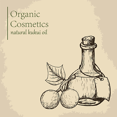 Kukui坚果油。矢量插图。雕刻风格说明图片下载