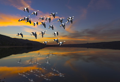 日落时分在湖上飞翔的一群鸟图片下载