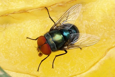家蝇图片下载