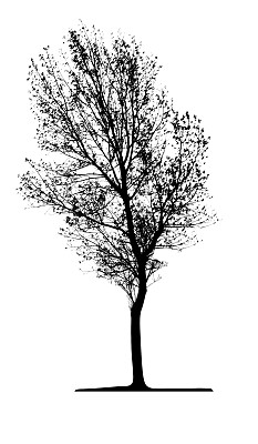 向量树隔离图片下载