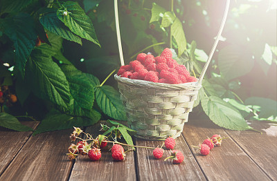 在花园里的木桌上，有一个篮子，上面有树莓图片下载