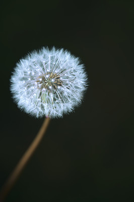 蒲公英的种子图片下载
