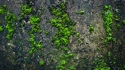 墙上有青苔。图片下载