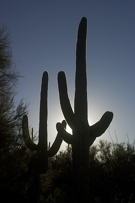 早晨的仙人掌图片下载