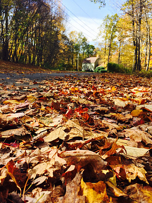 秋天的震颤图片下载