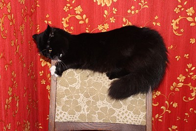 黑猫爬上了房间里的椅子图片下载