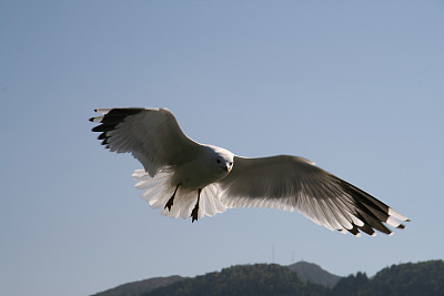 飞翔的海鸥图片下载
