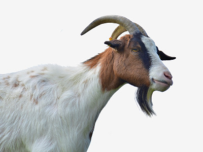 山羊图片下载