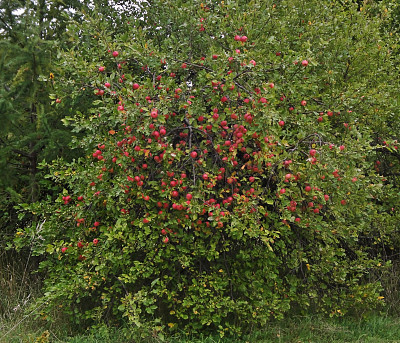 秋季野苹果收获图片下载