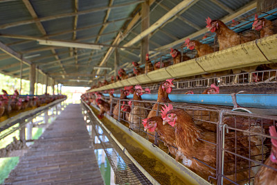 农场里的鸡。图片下载