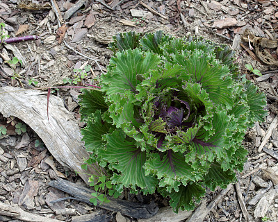 装饰性的卷心菜图片下载