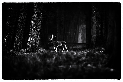 老黑白照片的休闲鹿穿过路径在迷雾森林。图片下载