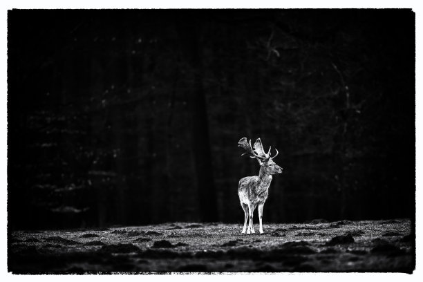 复古黑白照片的一个休闲鹿在草原的森林。图片下载