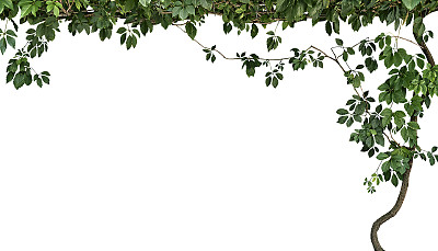在白色背景上孤立的攀缘植物的框架图片下载