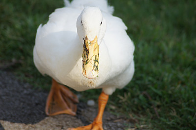 白鸭图片下载