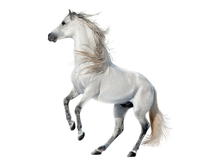 白色饲养的孤立在白色上的安达卢西亚种马图片下载