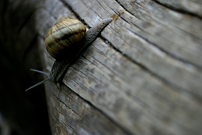 在岩石上图片下载