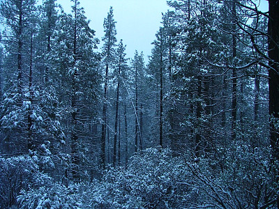 蓝色的树图片下载