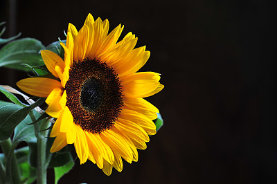 向日葵的黑色背景。图片下载