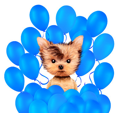 被气球包围的有趣动物图片下载