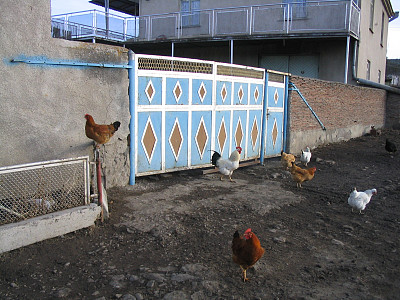 院子外的鸡图片下载