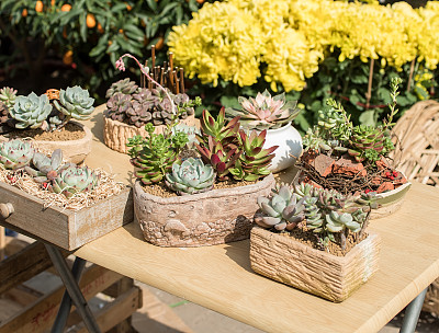 微型多汁植物图片下载