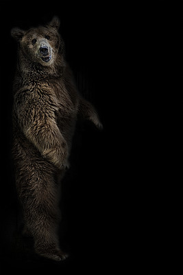 棕熊用后腿站立在黑色的背景上图片下载